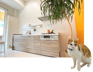 キッチン　猫　写真